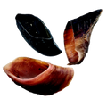 Hooves (Beef Hooves)