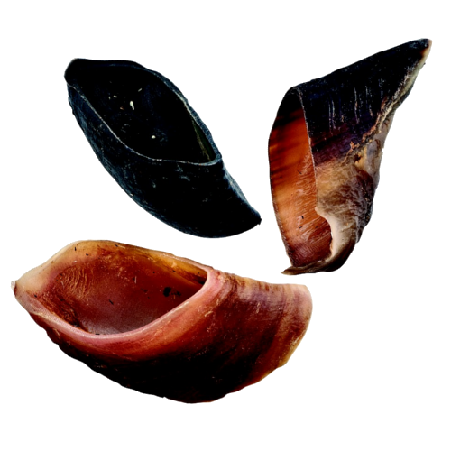 Hooves (Beef Hooves)